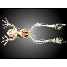 4D Vision - Frog - Full Skeleton Model